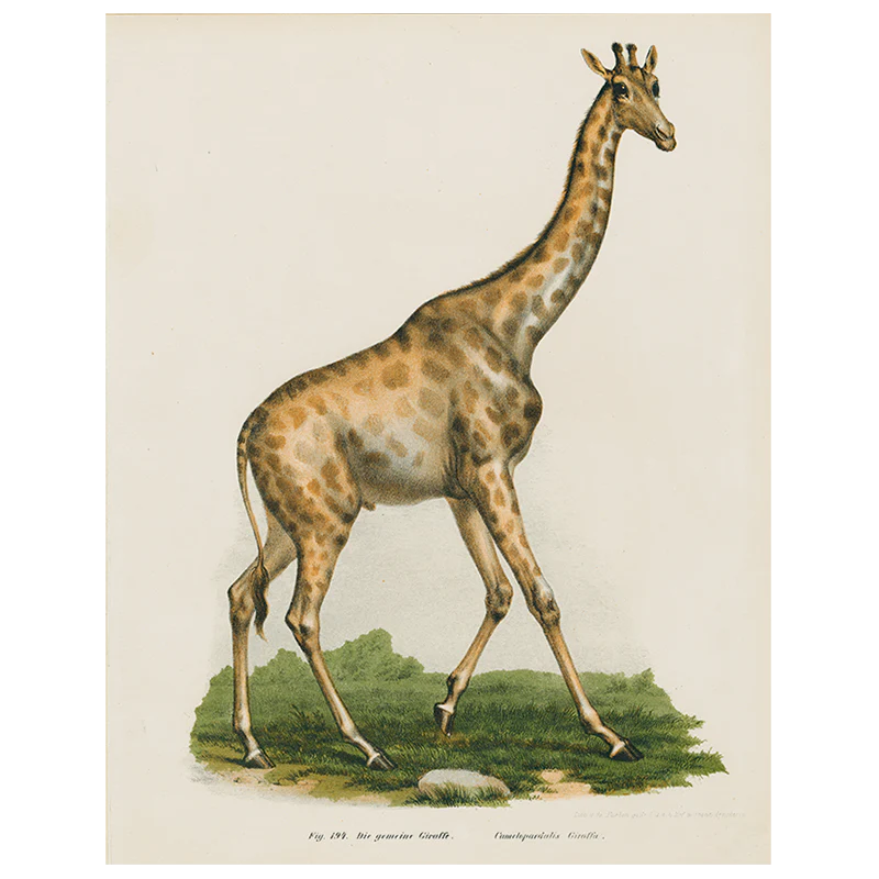 Giraffe in Africa (p 9)