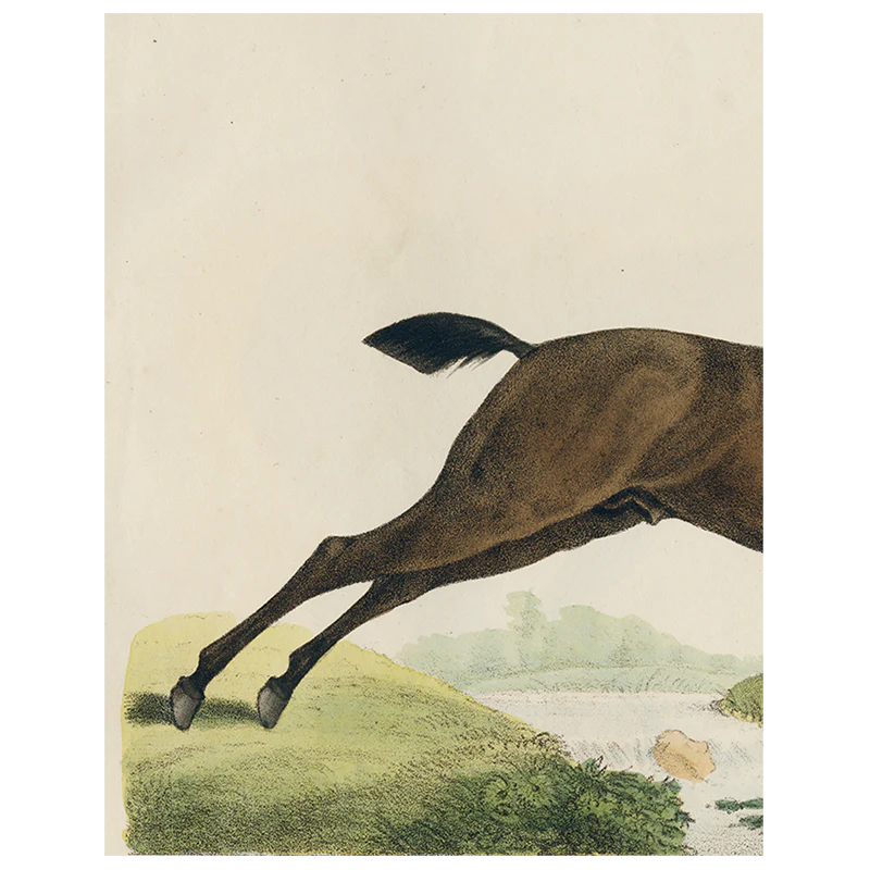 Jumping Horse (p 13)