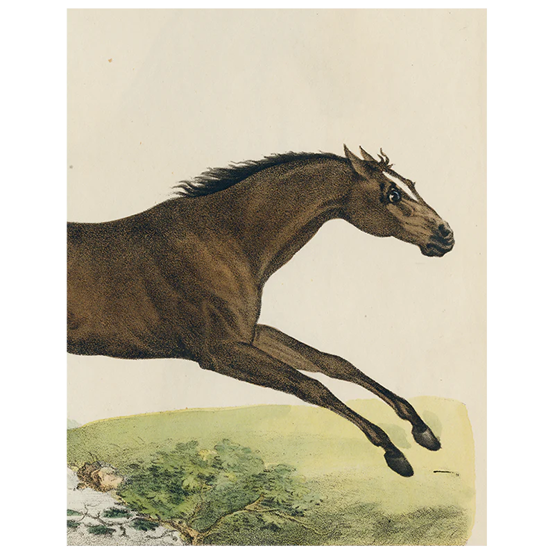 Jumping Horse (p 14)