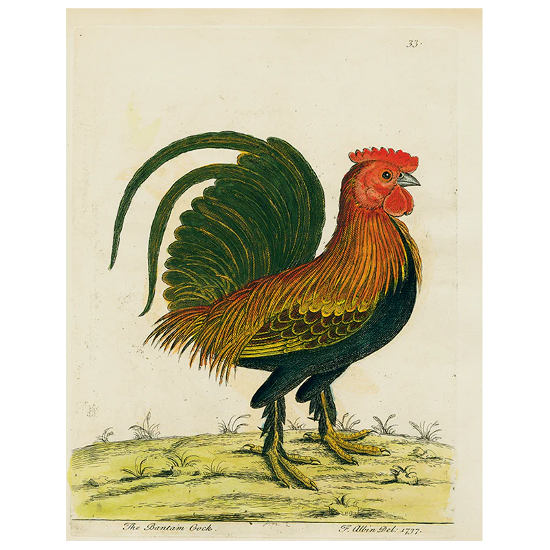 Bantam Cock (p 21)