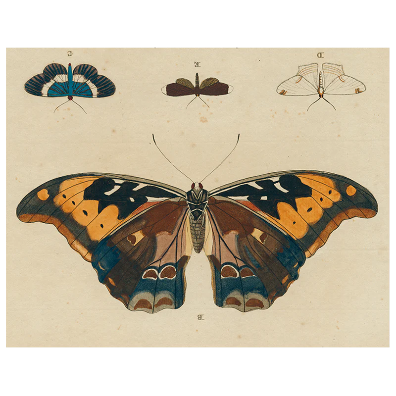 Brown Butterfly B (p 26)