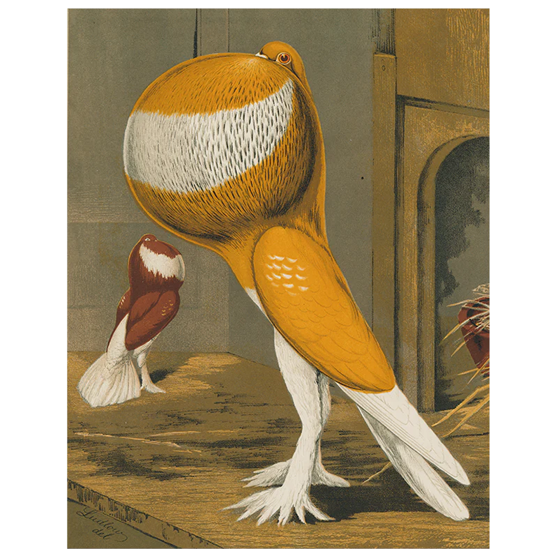 Pouter Cock Pigeon, Orange (p 28)