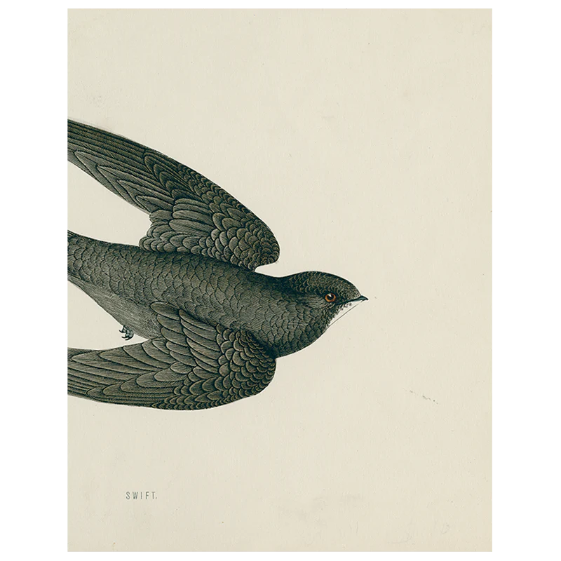 Swift Bird (Swallow) (p 46)