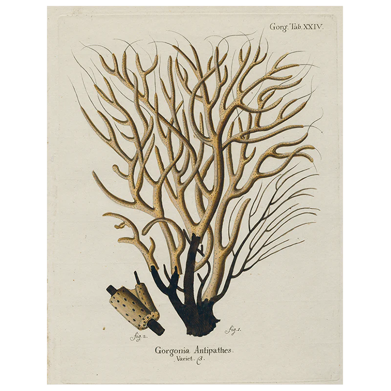 Brown Coral (p 47)