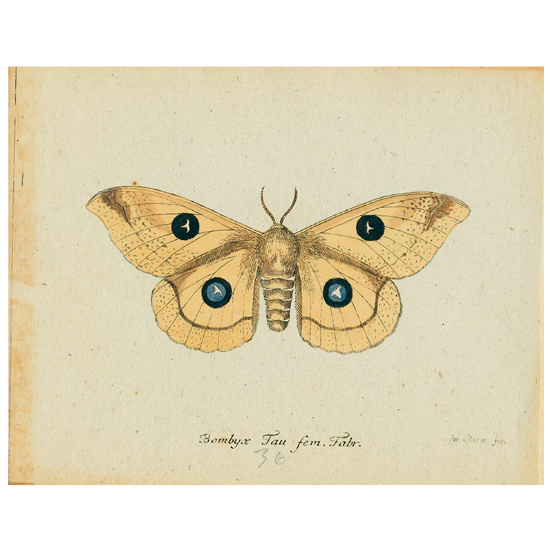 Butterfly - Bombyx (p 50)