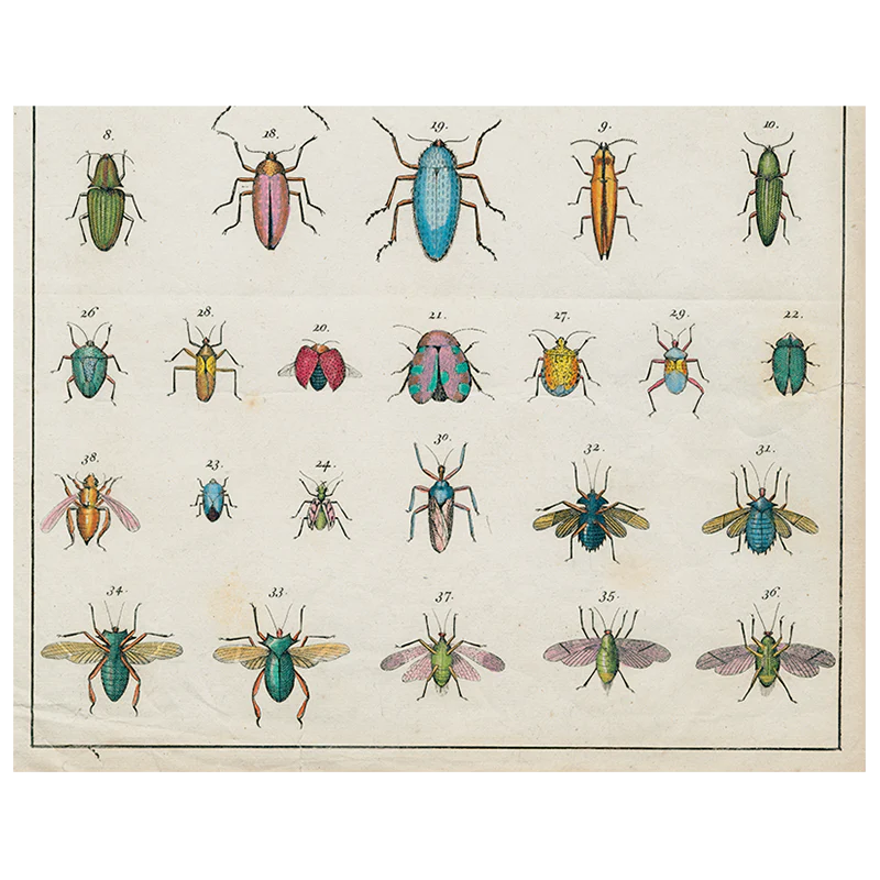 Torn Insects (p 52)