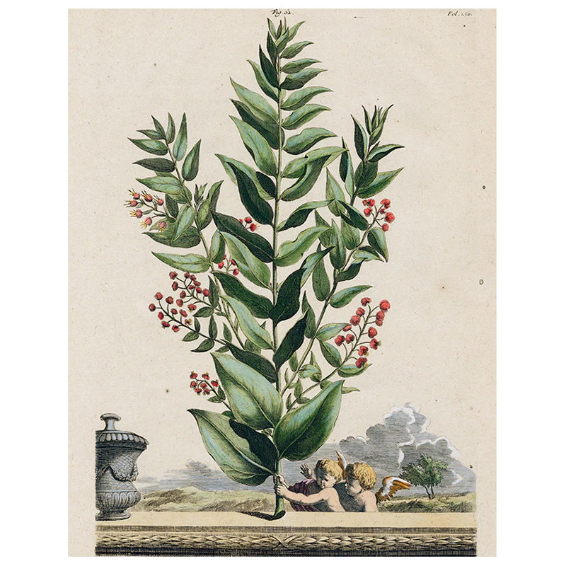 Myrtopetalon (p 61)
