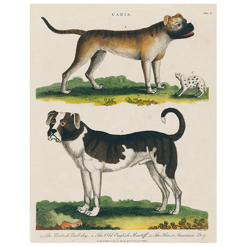 Bulldog / Mastiff (p 62)