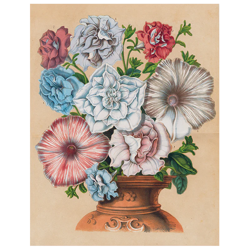 Petunias (p 65)