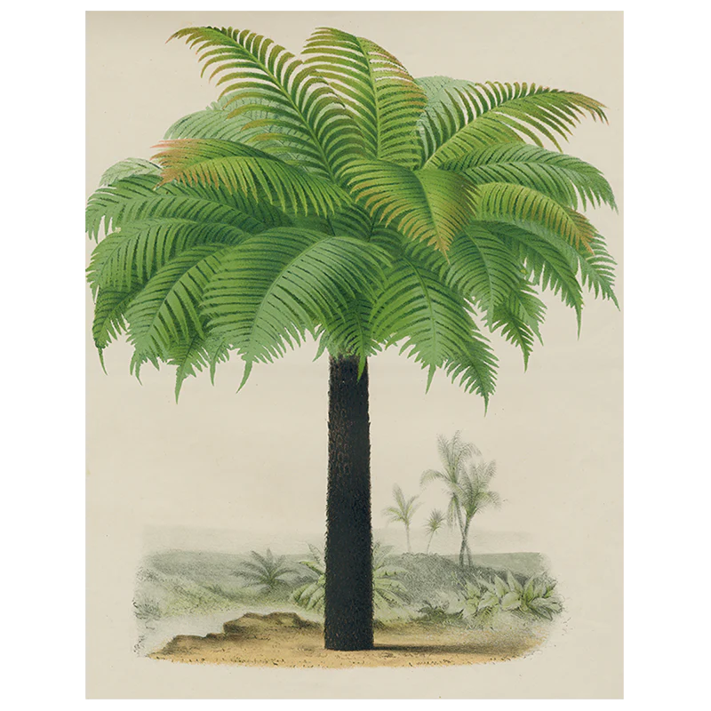 Palm (p 67)