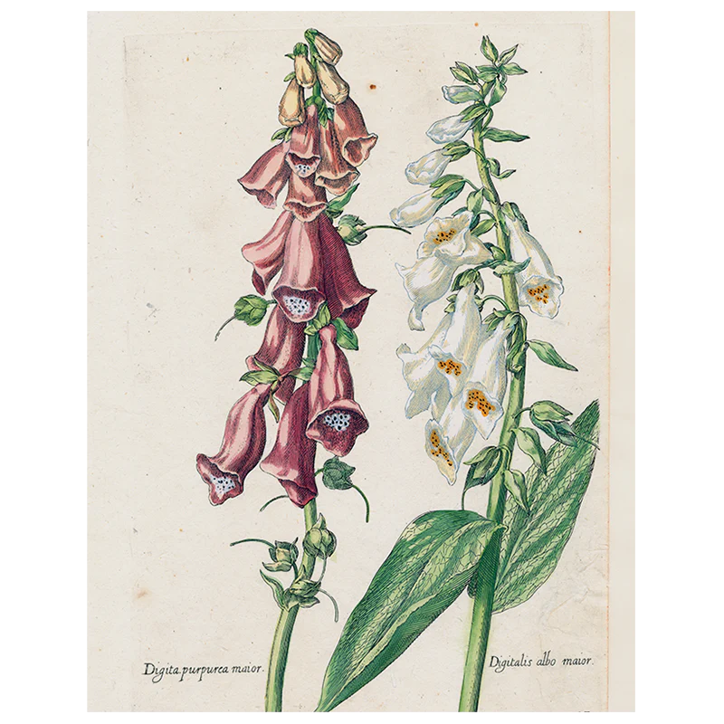 Double Foxglove (p 92)