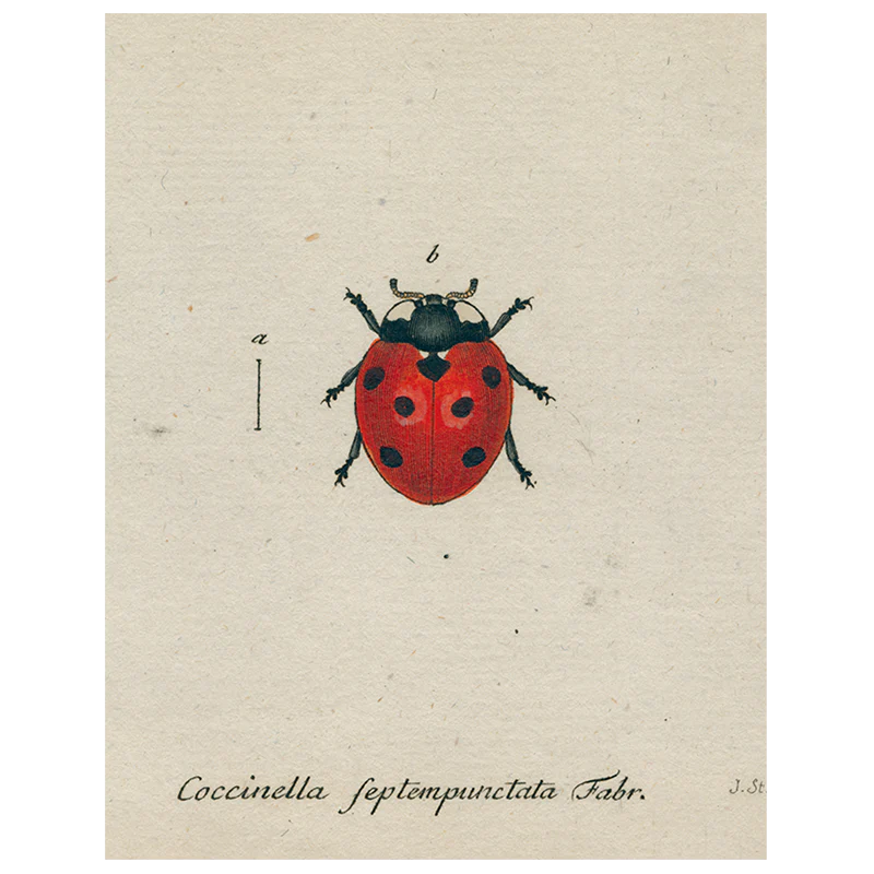 Red Ladybug (p 93)