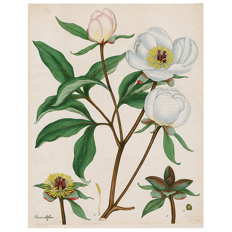 Peonies (p 95)