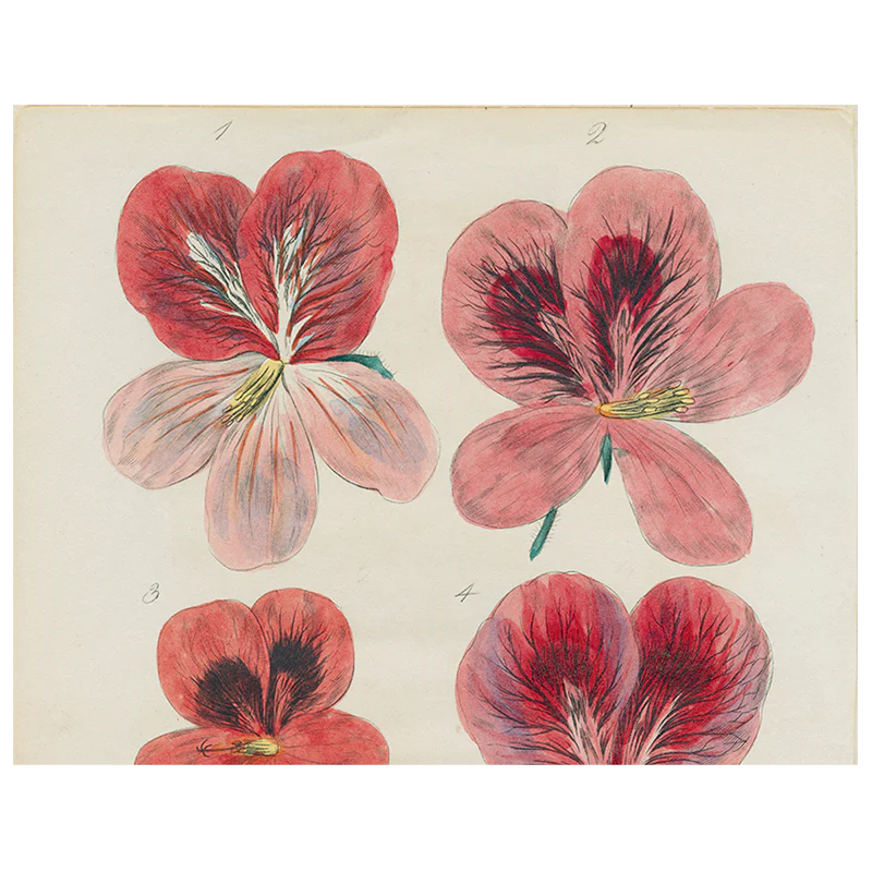 Six Pelargonium (p 97)