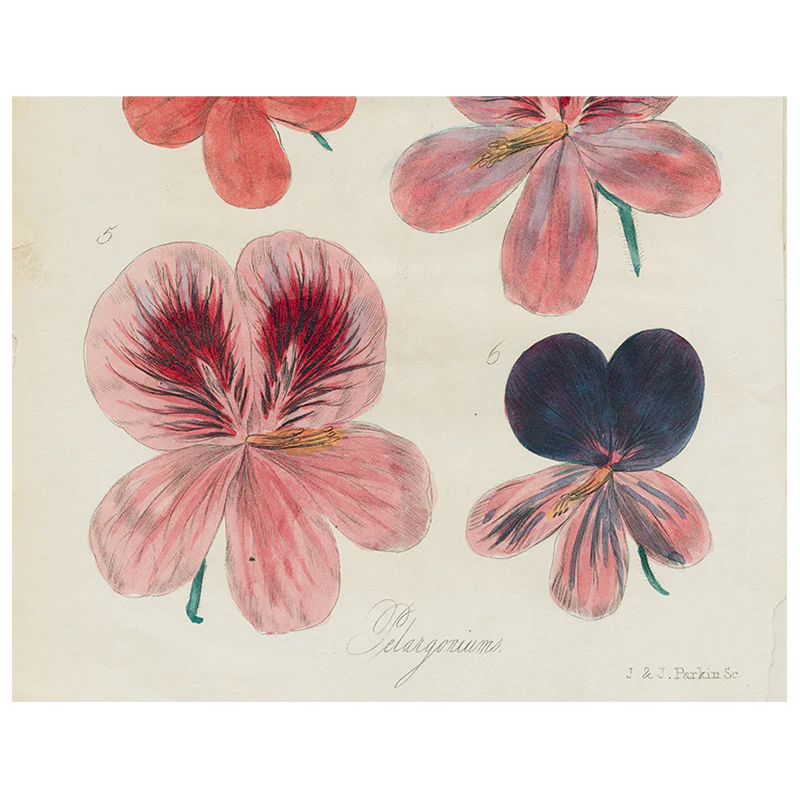 Six Pelargonium (p 98)