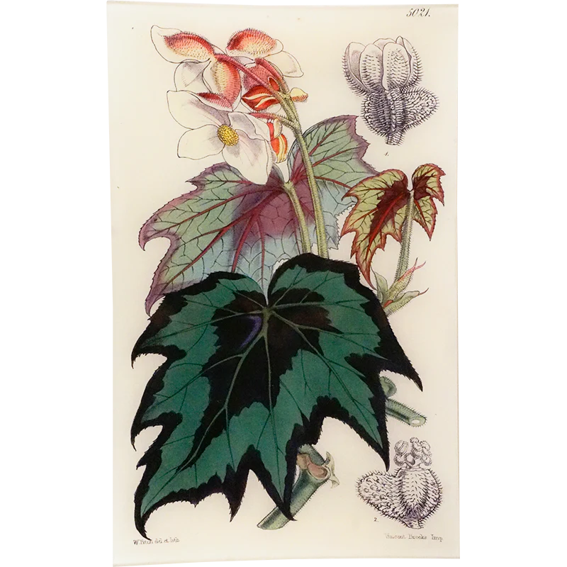 Begonia Laciniata