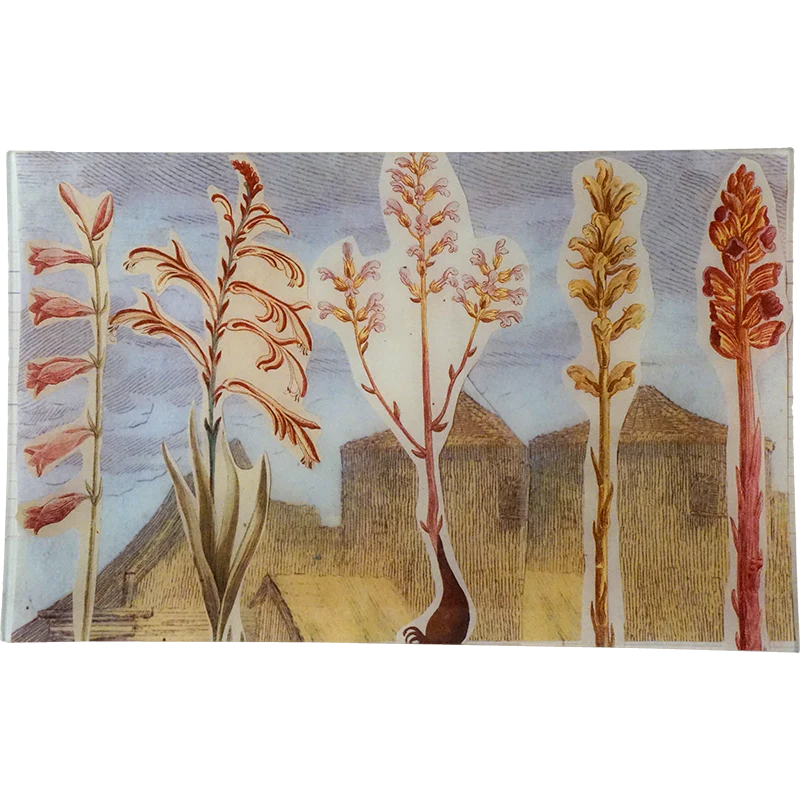Gladiolas in Town (Collage)
