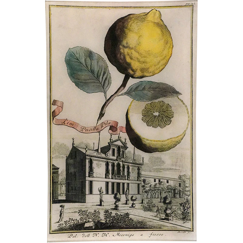 Lim Pusilla Pila 18c. Lemon