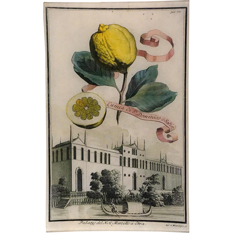 Lumia 18c. Lemon