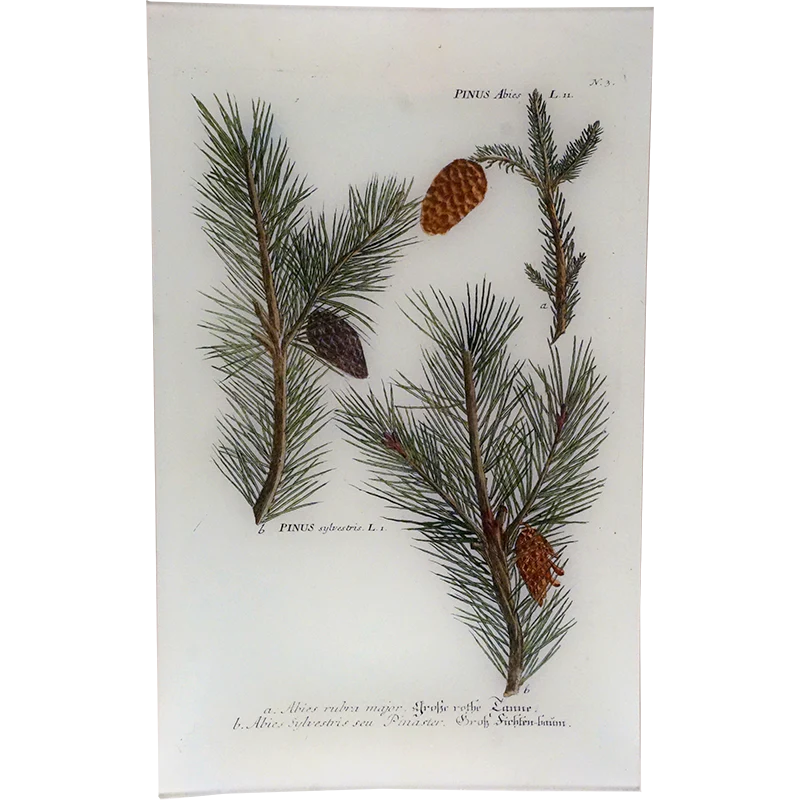 N. 3 Pinus Abies