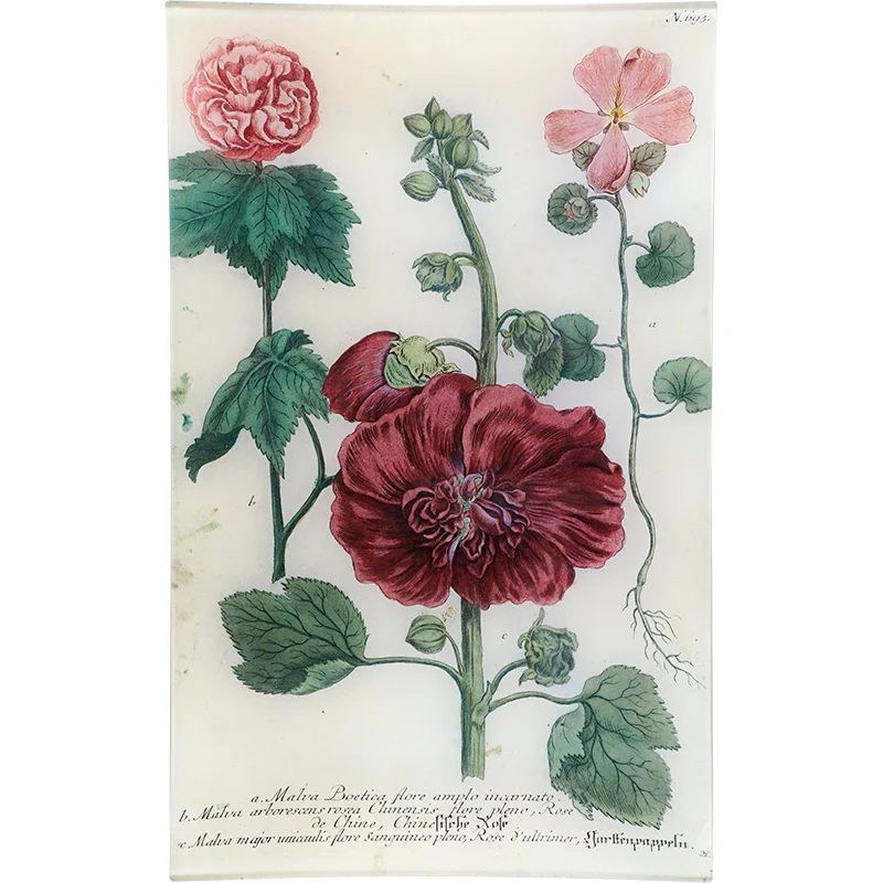 N. 693 Mallow
