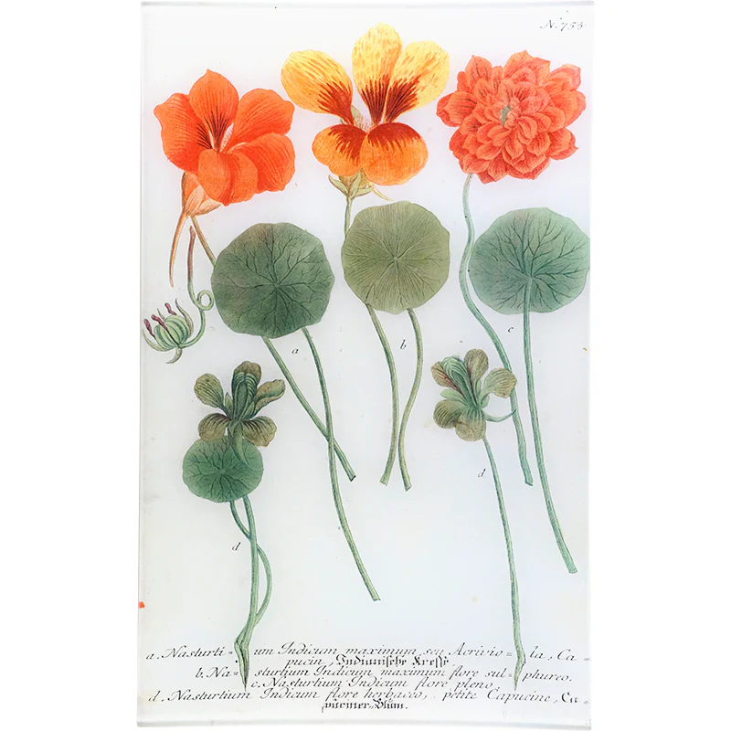 N. 753 Nasturtium