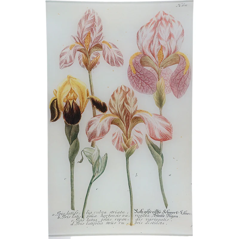 N. 608 English Iris