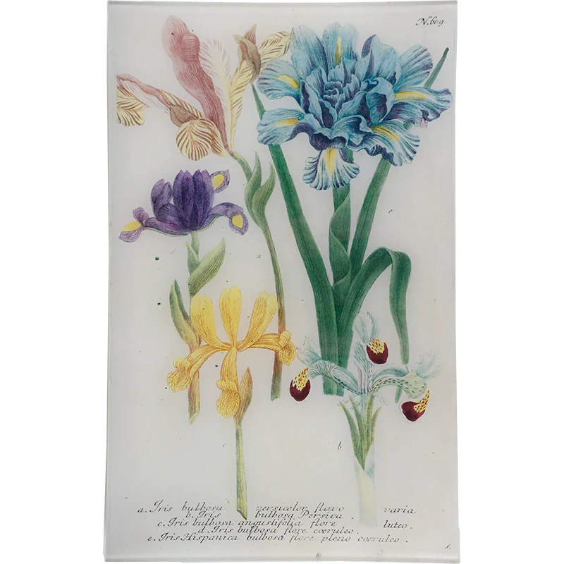 N. 609 Spanish Iris