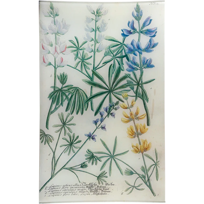 N. 674 Lupine