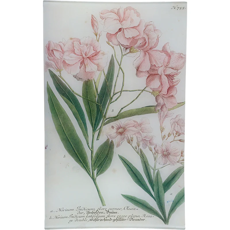 N. 755 Oleander
