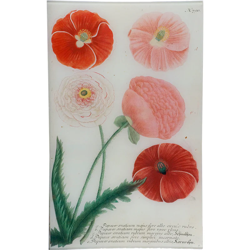N. 790 Pink Poppy