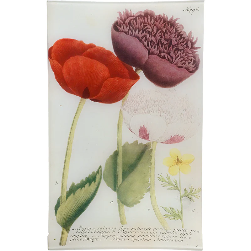 N. 796 Deep Purple Poppy