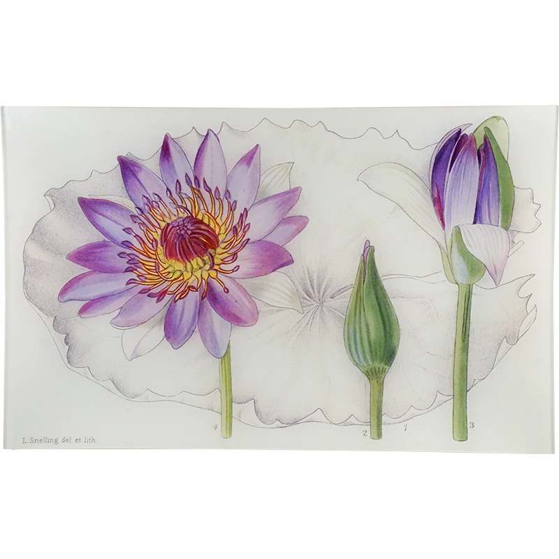 Nymphaea Polychroma