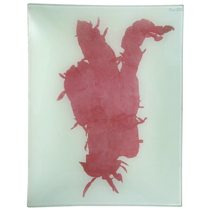#11 Seaweed (XCII)