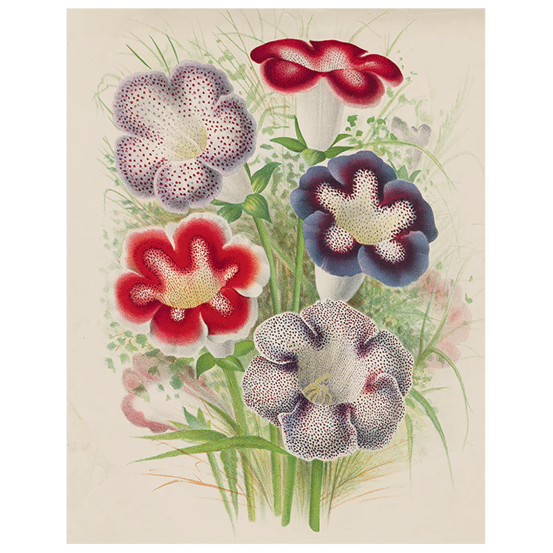 Gloxinia (p 106)