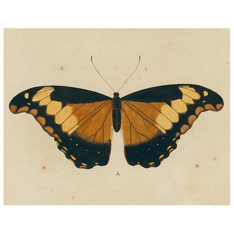 Brown Butterfly A (p 110)