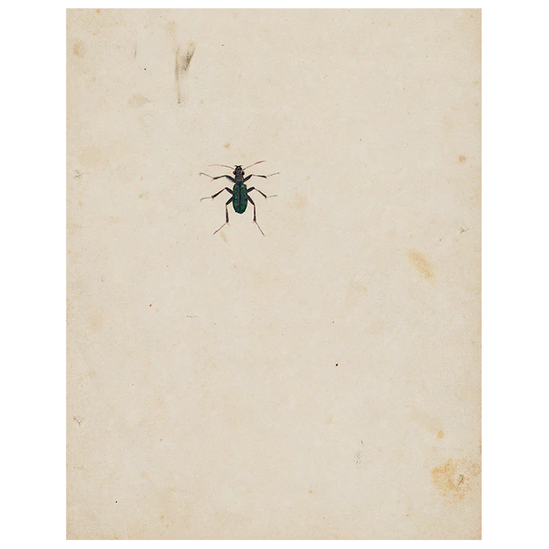 Dark Bug (p 116)