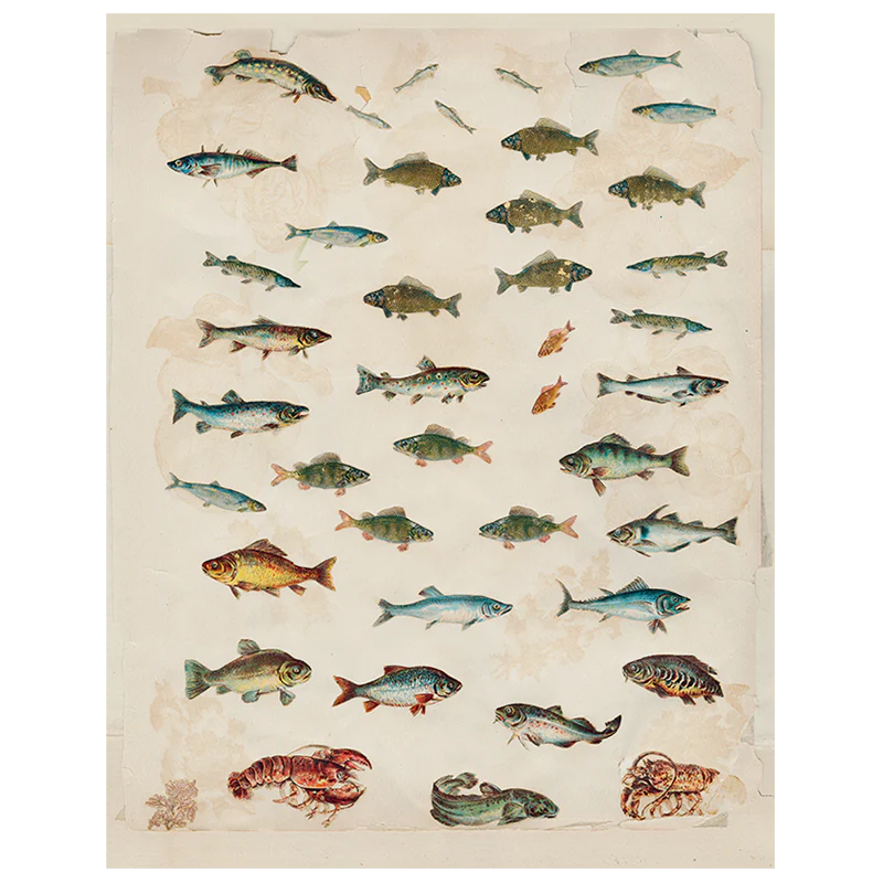 Fish (p 118)