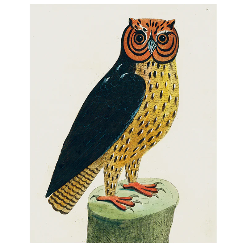 Horn Owl (p 119)