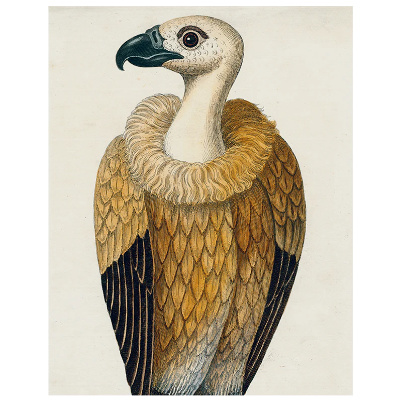 #26-Vulture (p 120)