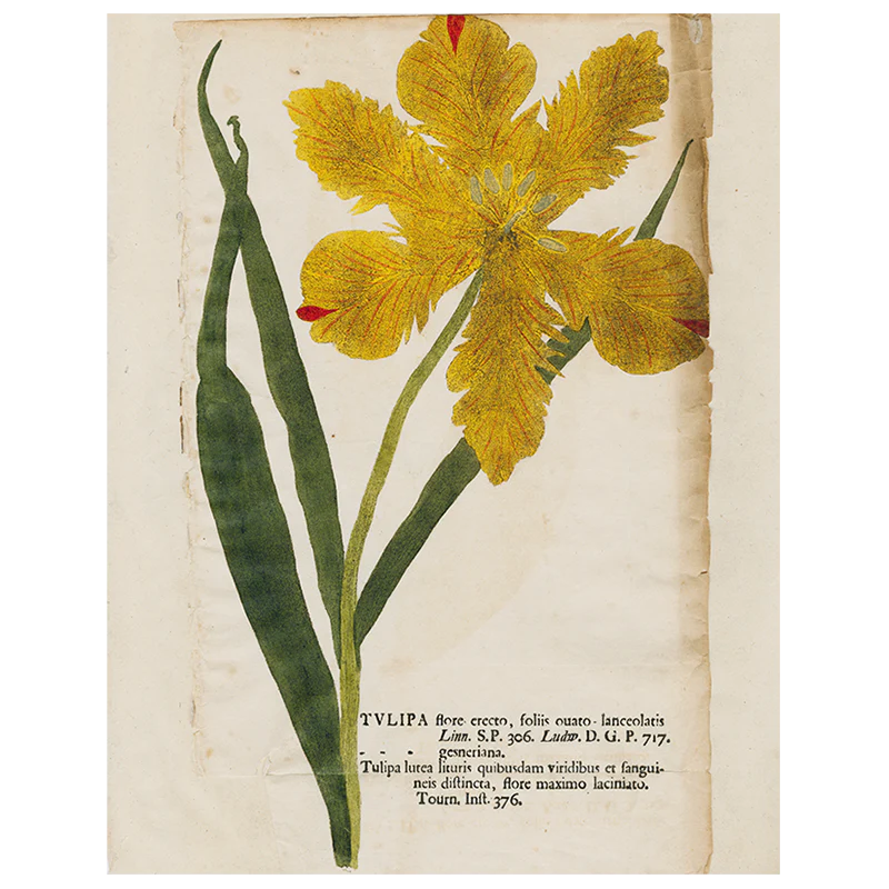 Yellow Tulip (p 122)