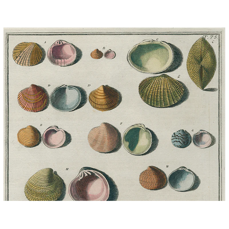 Chart of Small Shells (p 123)