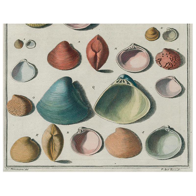 Chart of Small Shells (p 124)