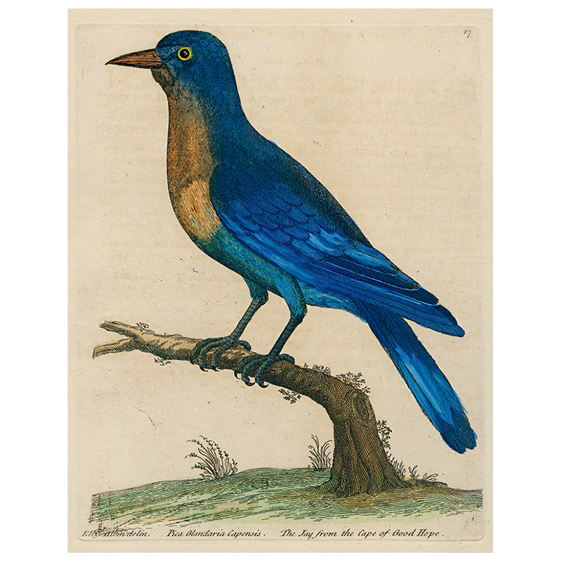 #11-Good Hope Blue Jay (p 126)