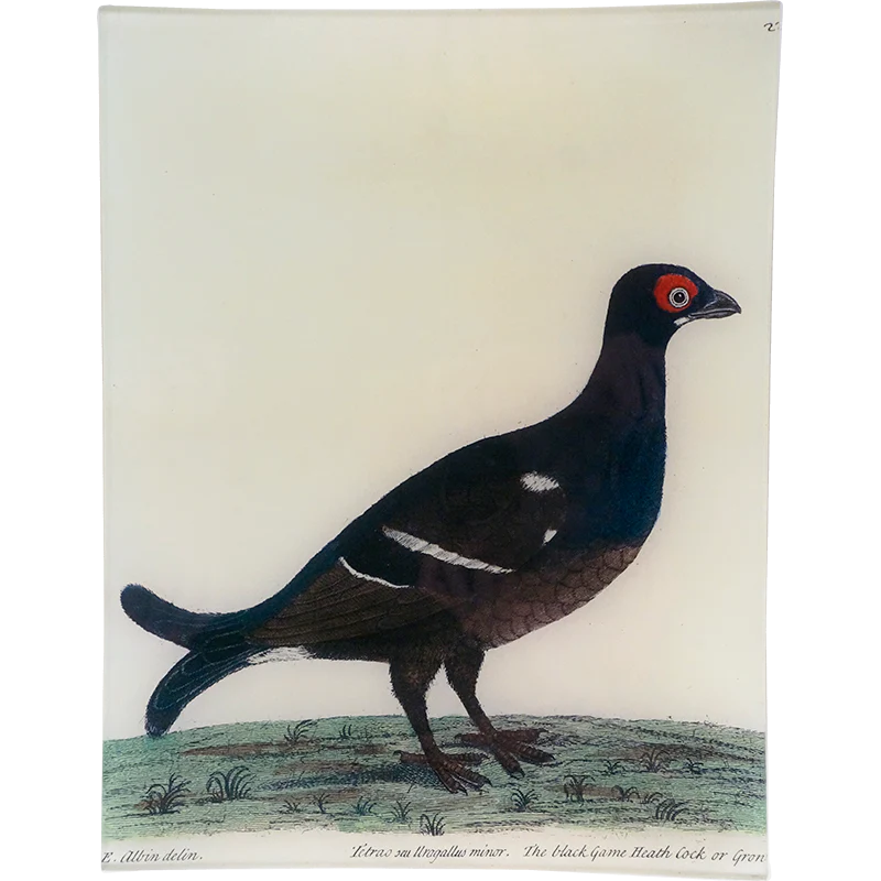 #49 - Black Grouse