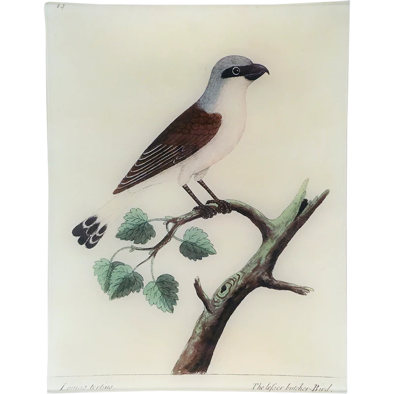 #51 - Butcherbird