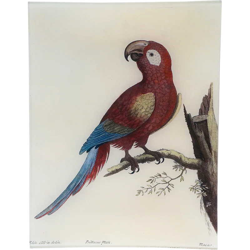 #52 - Macaw