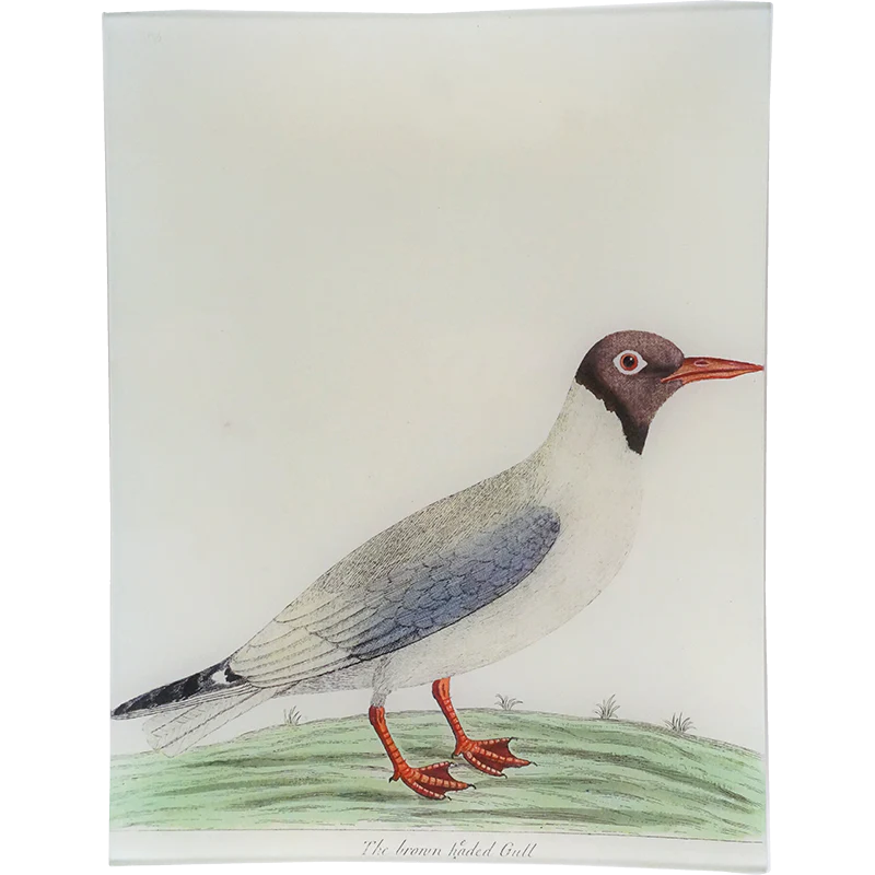 #56 - Brown Headed Gull