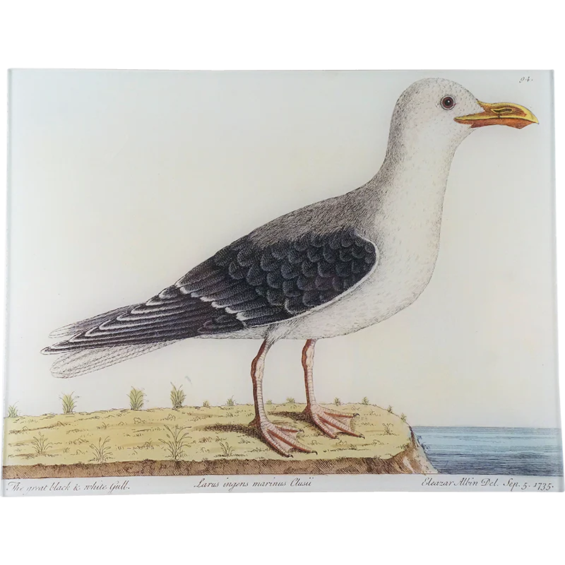 #57 - Great Black & White Gull