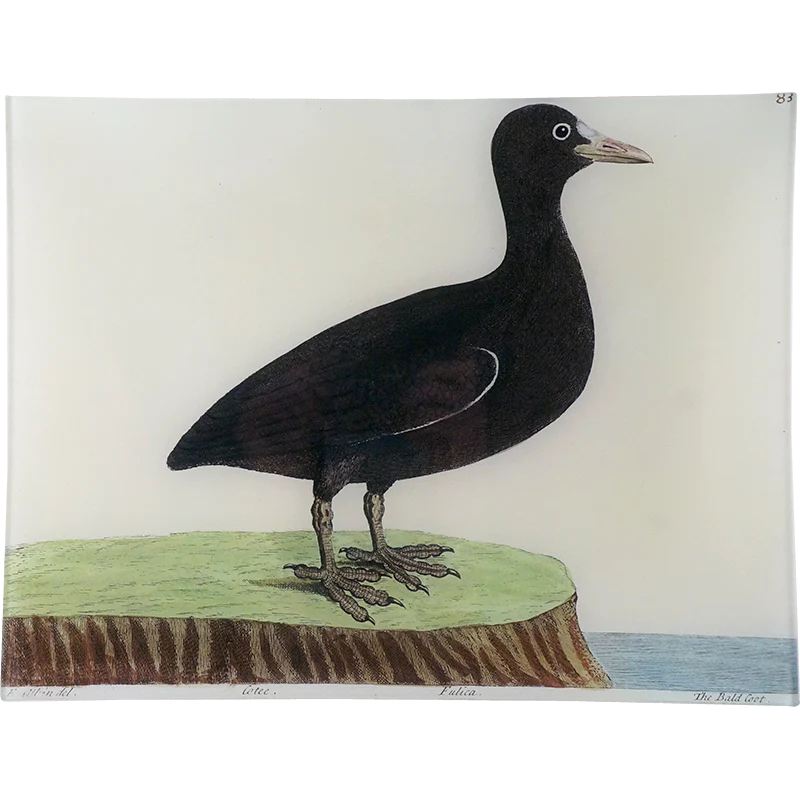 #58 - Bald Coot